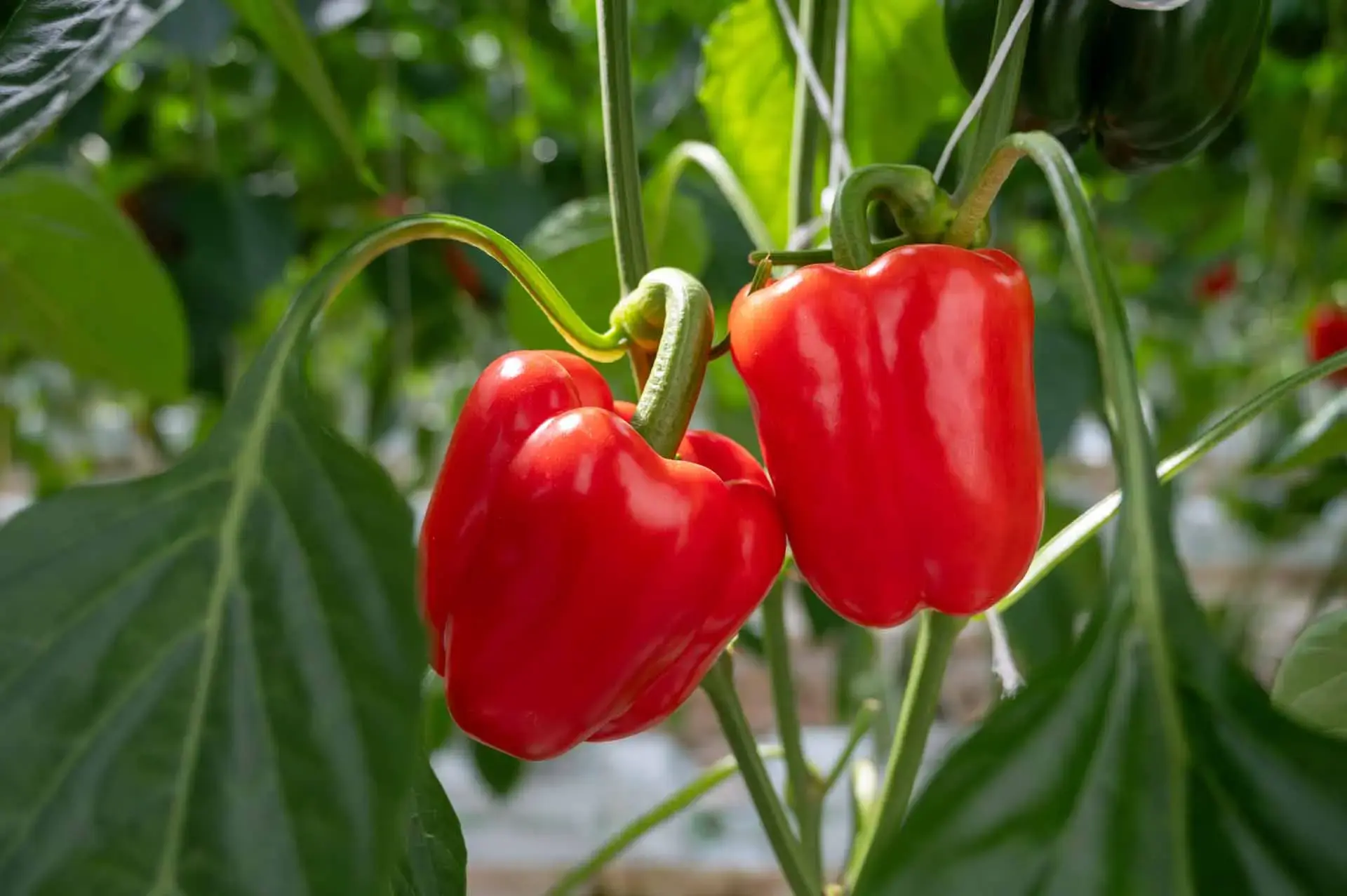 Ding-dong, make way for bell pepper
