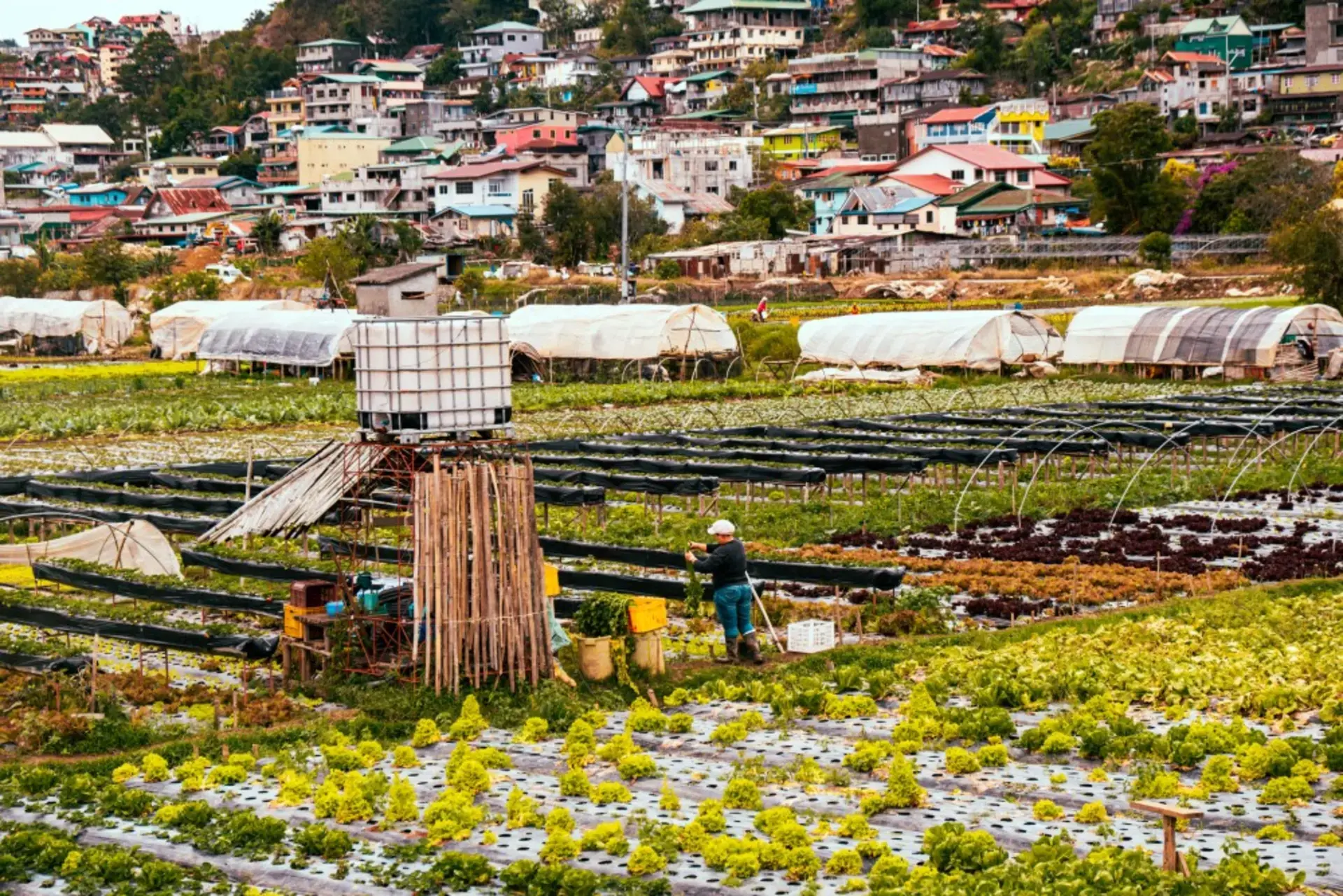 Hindi Ka Pa Makapunta ng Baguio? Here Are Strawberry Recipes You Can Make at Home
